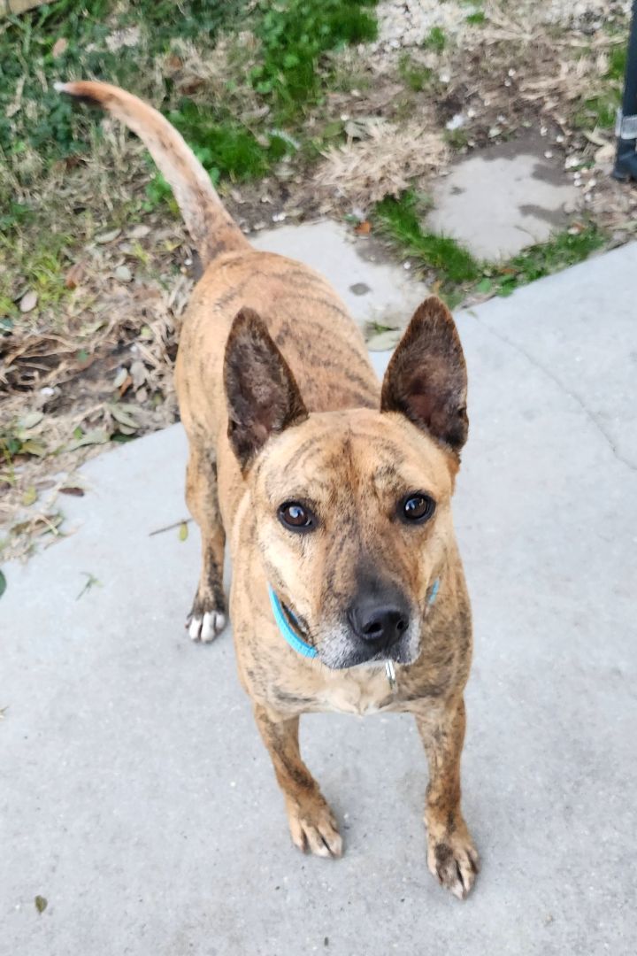 Enlarge JEFFIE, a Adopted mixed breed in Rayne, LA image 3/3