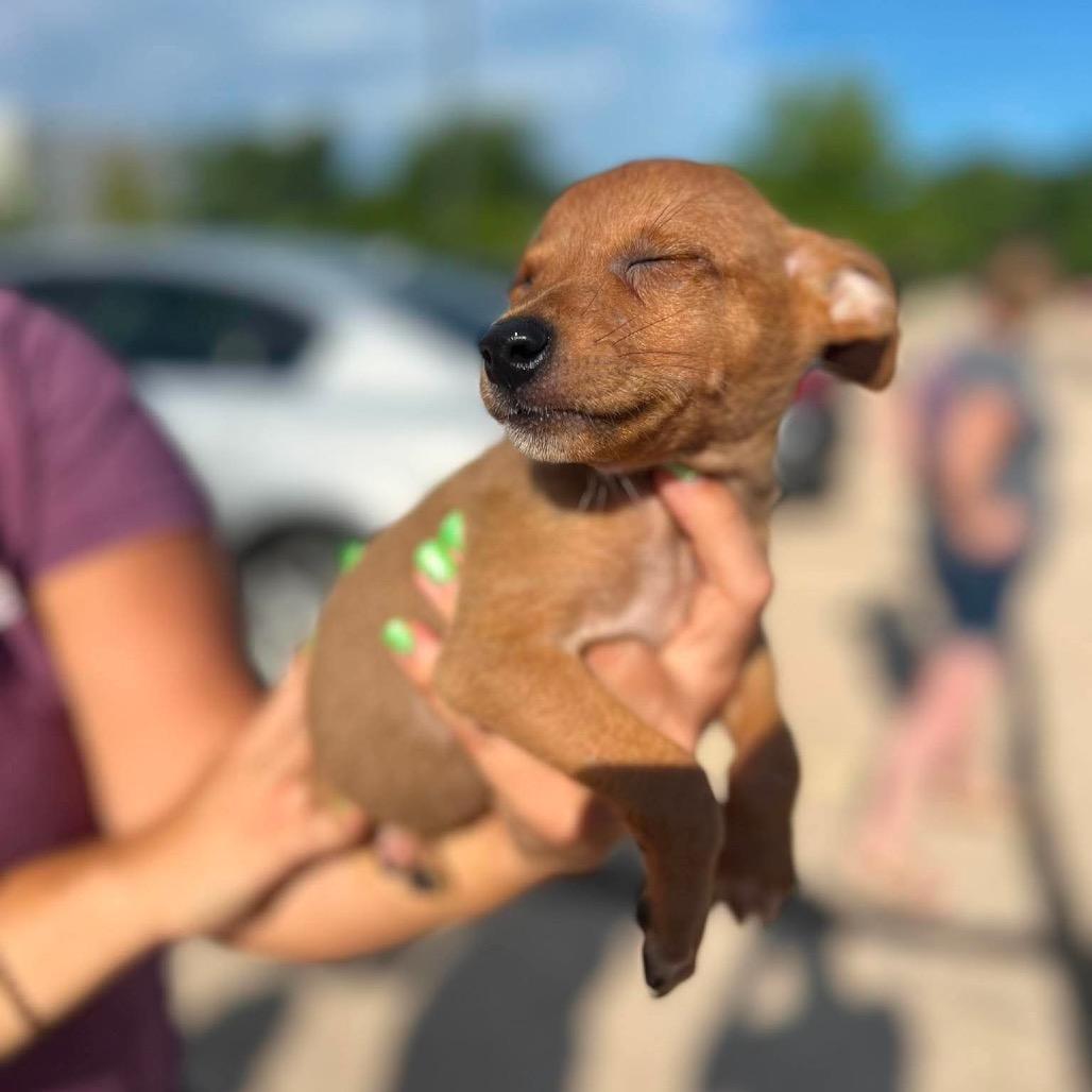 Enlarge Asher, a Adoptable mixed breed in St. Charles, IL image 1/6