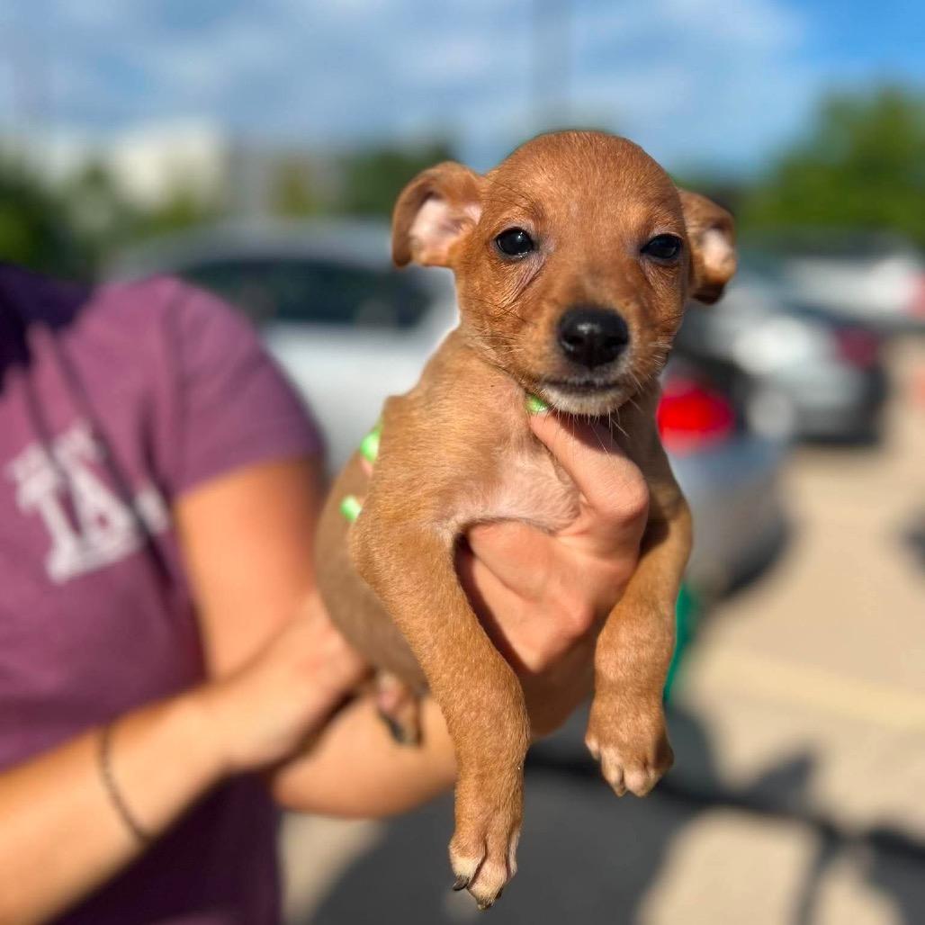 Enlarge Asher, a Adoptable mixed breed in St. Charles, IL image 2/6