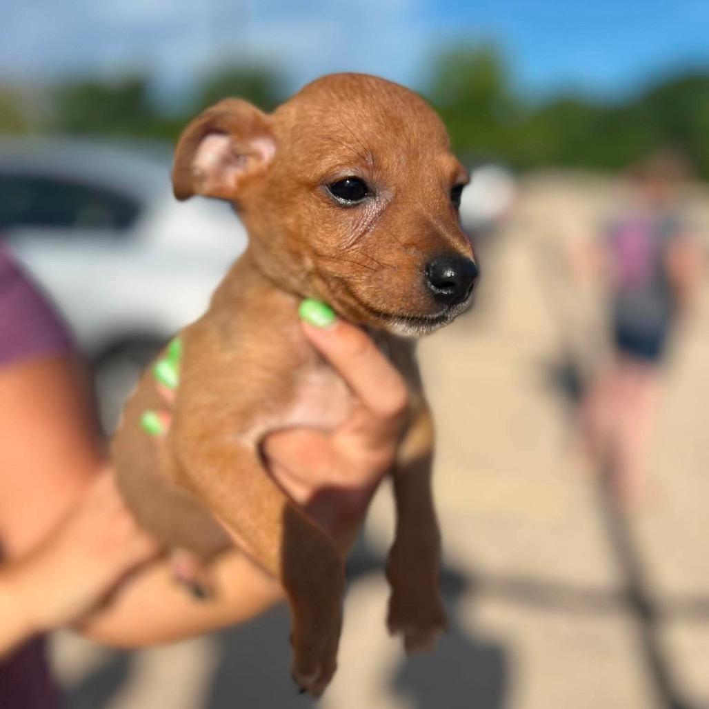 Enlarge Asher, a Adoptable mixed breed in St. Charles, IL image 3/6