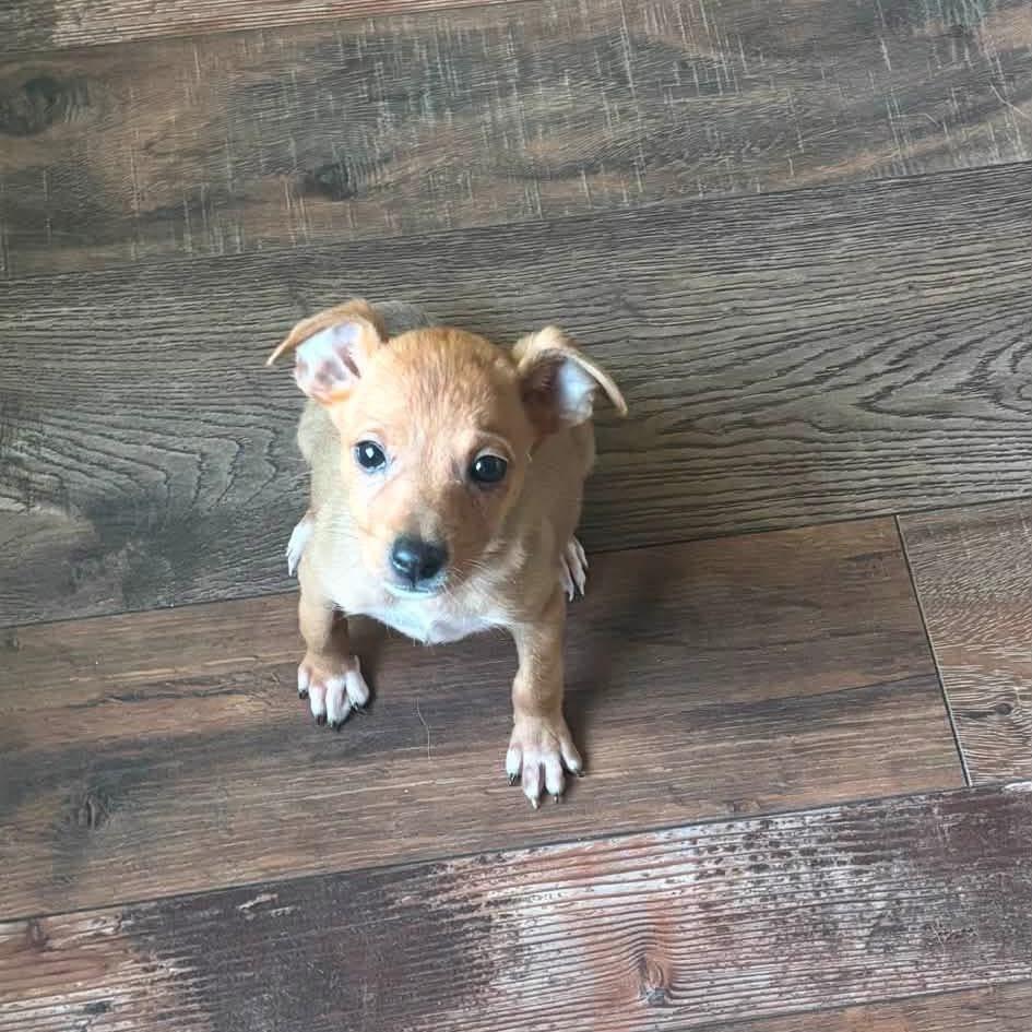 Enlarge Asher, a Adoptable mixed breed in St. Charles, IL image 4/6