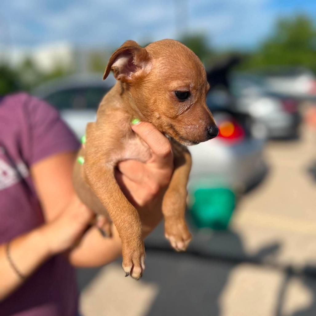 Enlarge Asher, a Adoptable mixed breed in St. Charles, IL image 5/6