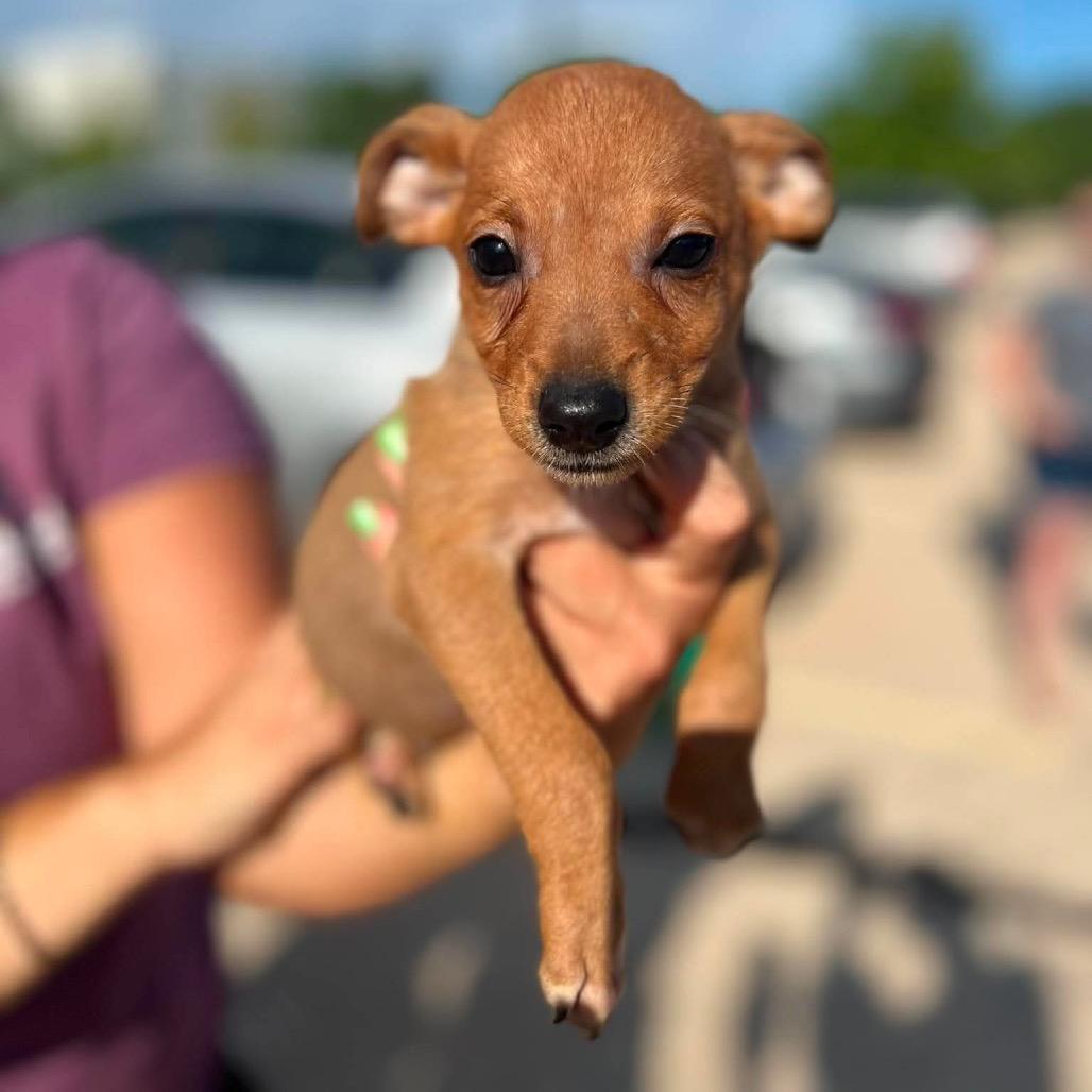 Enlarge Asher, a Adoptable mixed breed in St. Charles, IL image 6/6