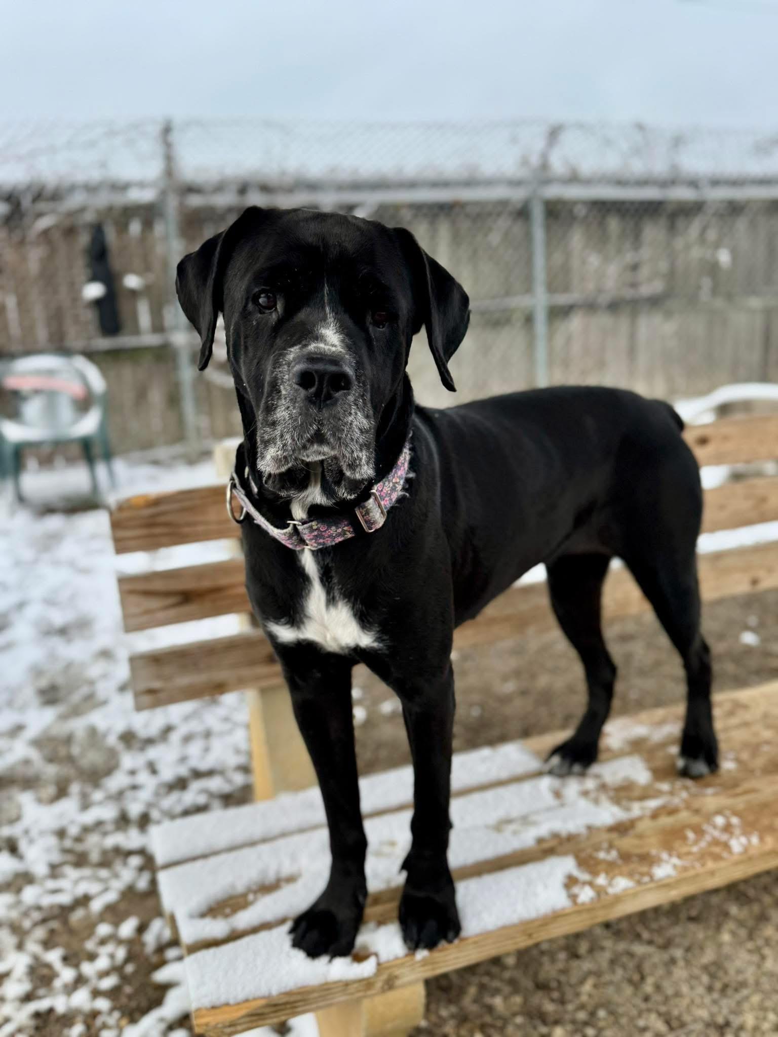 Sunday, a Adoptable mixed breed in Cincinnati, OH image 4/6