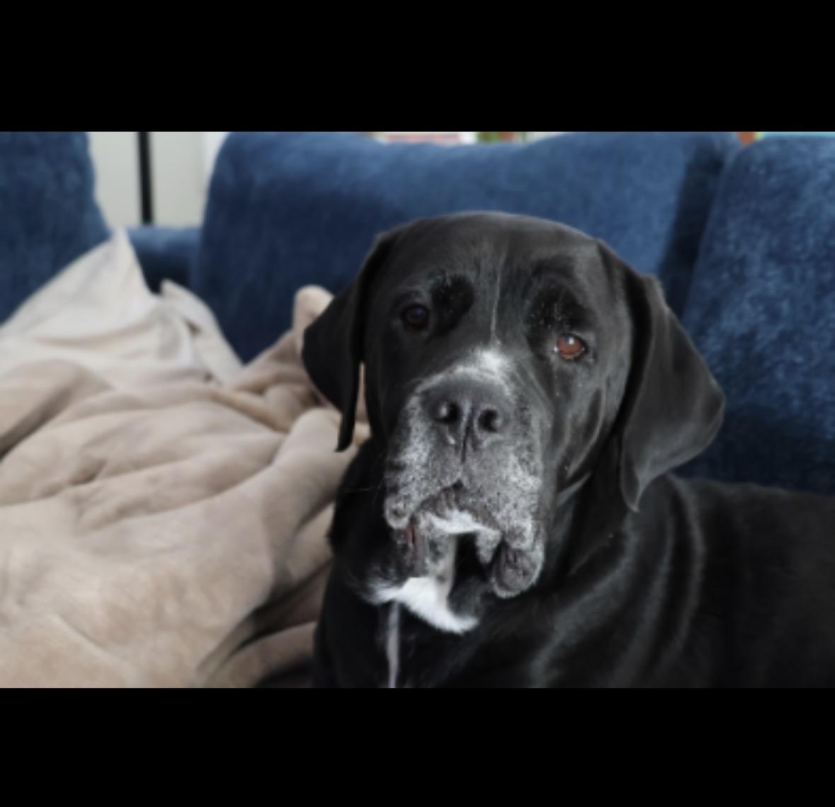 Sunday, a Adoptable mixed breed in Cincinnati, OH image 6/6