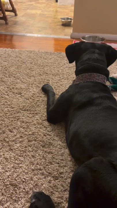 Enlarge Sunday, a Adoptable mixed breed in Cincinnati, OH video 5/6