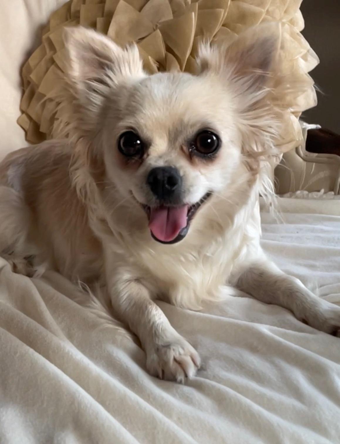Mysti, adopted, Adult Female Chihuahua.