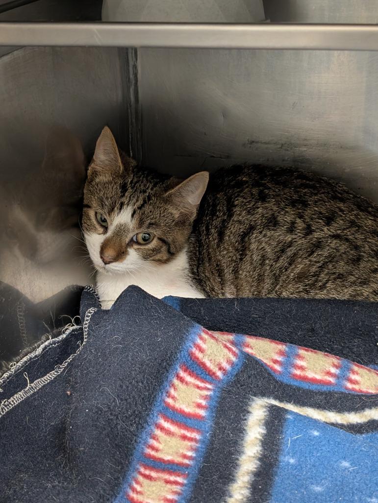 Beatrice, Adoptable, Kitten Female Domestic Short Hair.