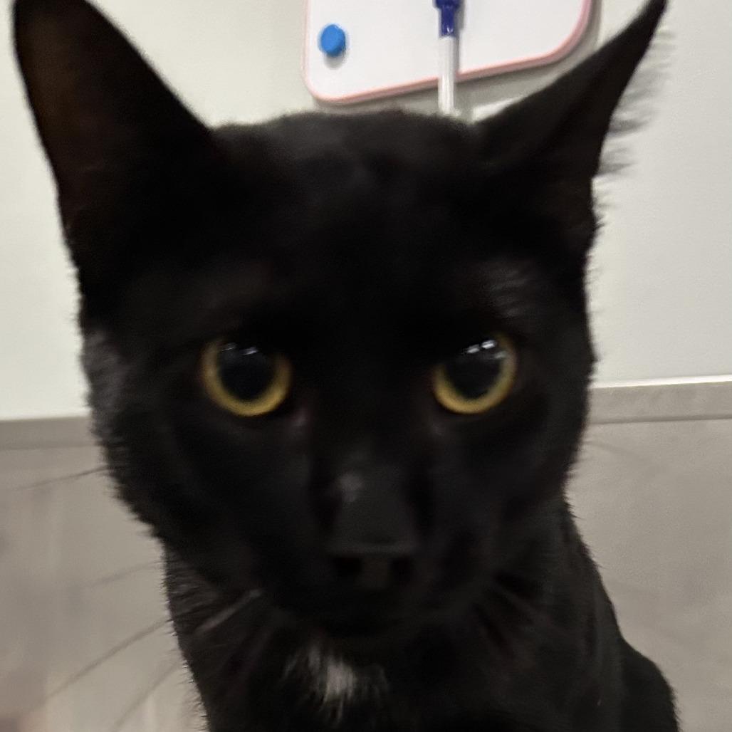 Torch, Adoptable, Young Male Domestic Short Hair.