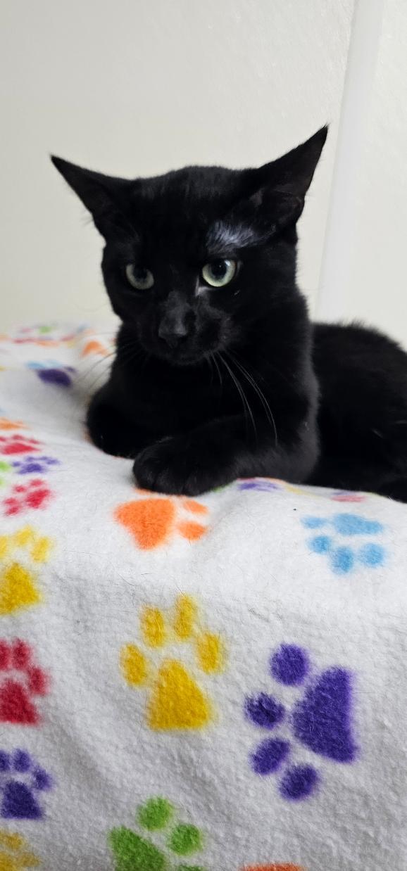 LICORICE, Adoptable, Young Male Domestic Short Hair.