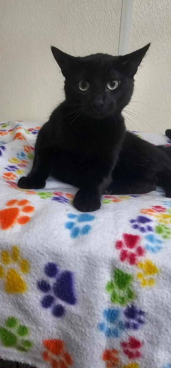 Enlarge LICORICE, a Adoptable Domestic Short Hair in Du Quoin, IL image 2/2