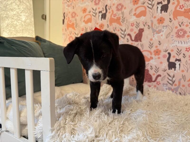 Penny Pretty Girl — thumbnail 3