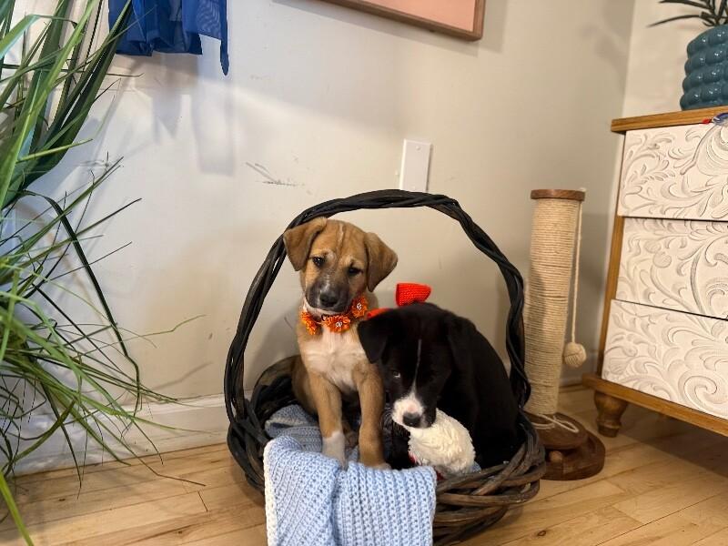 Penny Pretty Girl — thumbnail 4