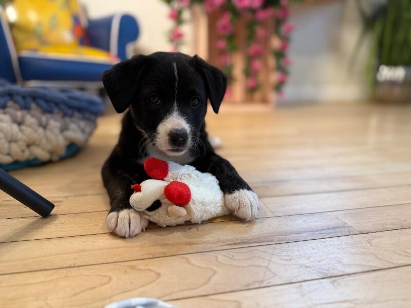 Penny Pretty Girl — thumbnail 5