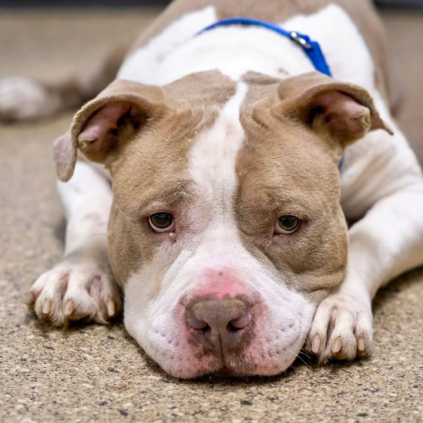 Enlarge Tofu, an adoptable American Bully in Valparaiso, IN image 2/3