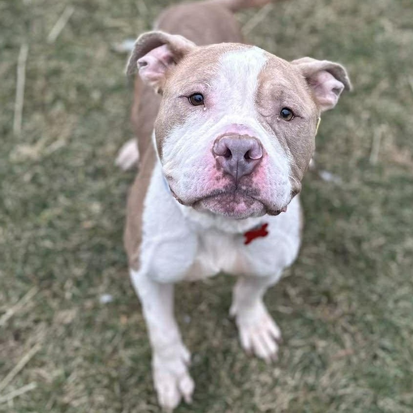 Tofu, ADOPTABLE, Adult Female American Bully.
