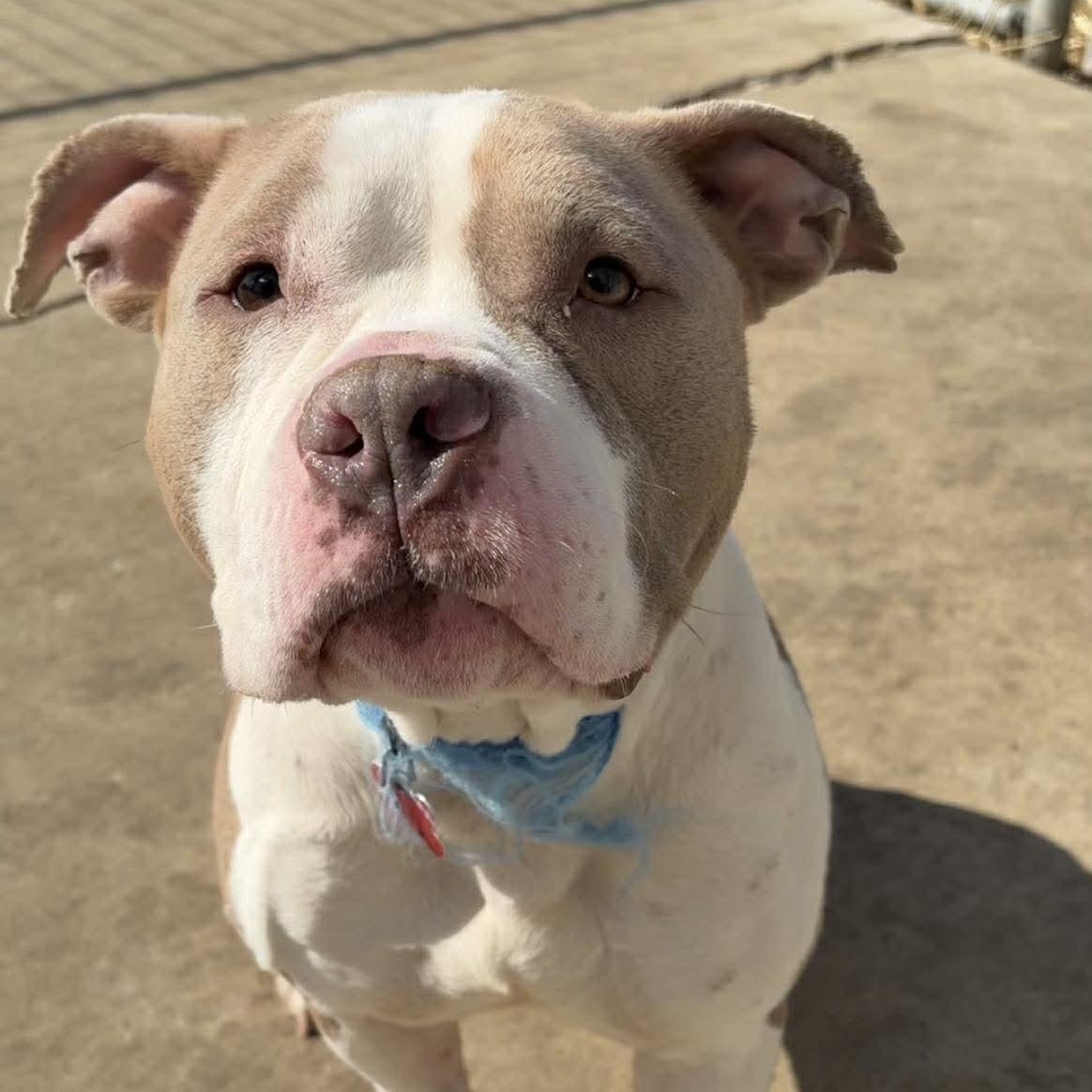 Enlarge Tofu, an adoptable American Bully in Valparaiso, IN image 3/3