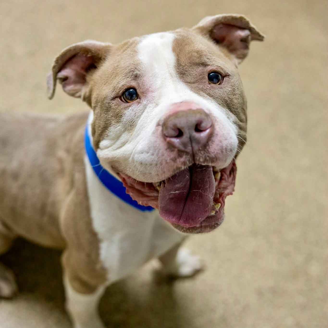 Enlarge Tofu, an adoptable American Bully in Valparaiso, IN image 1/3