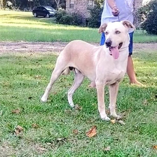 Enlarge Sunny, a Adoptable mixed breed in Hattiesburg, MS image 1/1