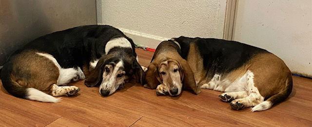 Enlarge Tulip  (Petaluma), a Adopted Basset Hound in Petaluma, CA image 2/3