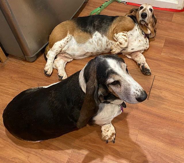 Enlarge Tulip  (Petaluma), a Adopted Basset Hound in Petaluma, CA image 3/3