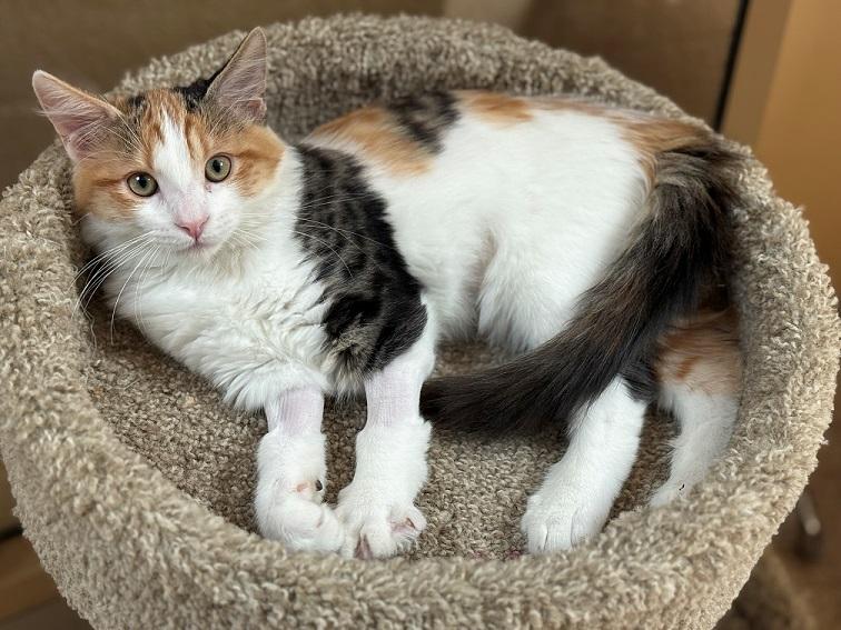 kitten, an adopted Calico in Laguna Beach, CA_image-1