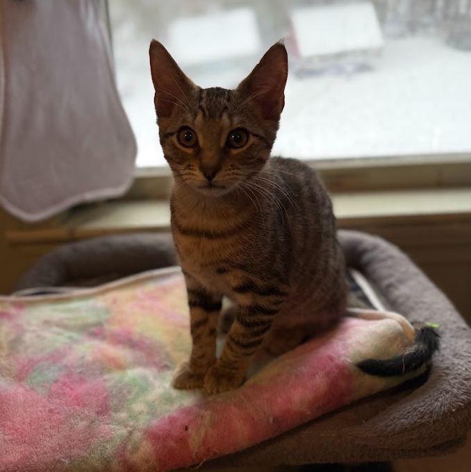 Crow, Adoptable, Kitten Male Domestic Short Hair.