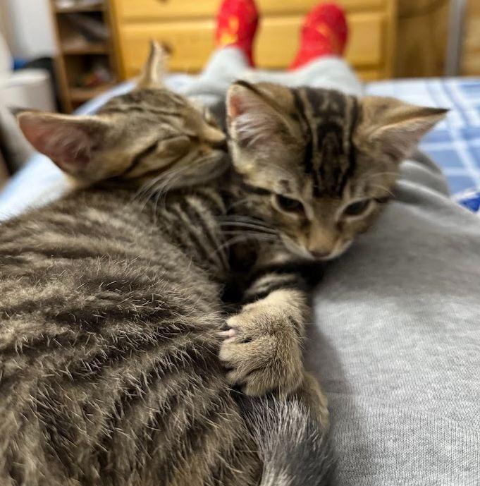 Enlarge Crow, a Adoptable Domestic Short Hair in Hudson, NH image 4/4