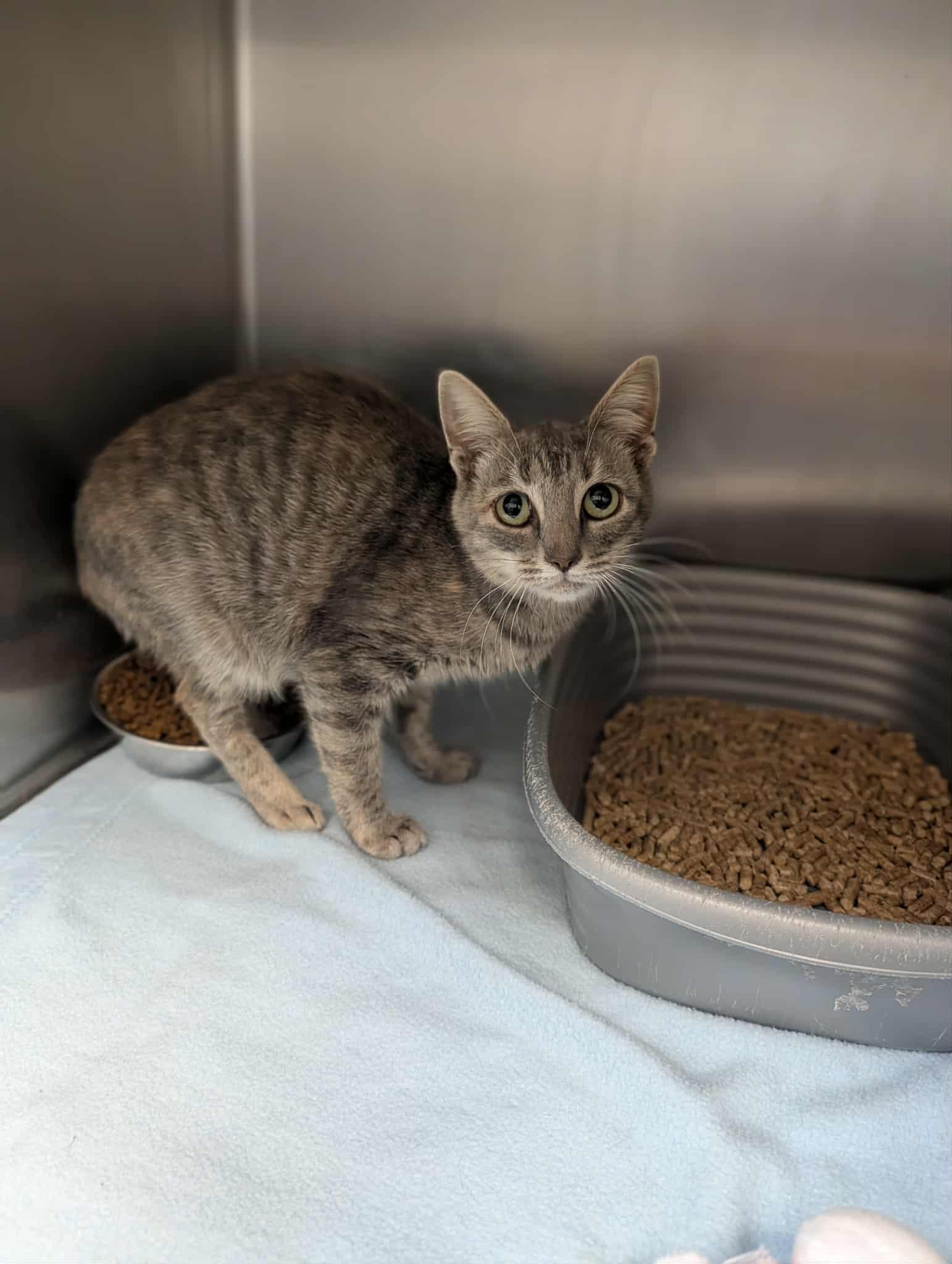 Fluttershy, Adoptable, Adult Female Domestic Short Hair.