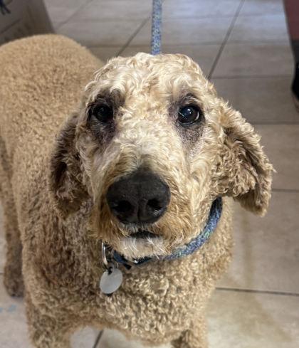 Gordon, ADOPTABLE, Senior Male Standard Poodle.