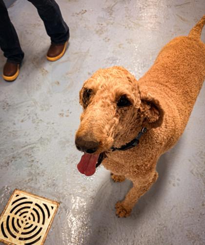 Enlarge Gordon, a ADOPTABLE Standard Poodle in Missoula, MT image 2/2