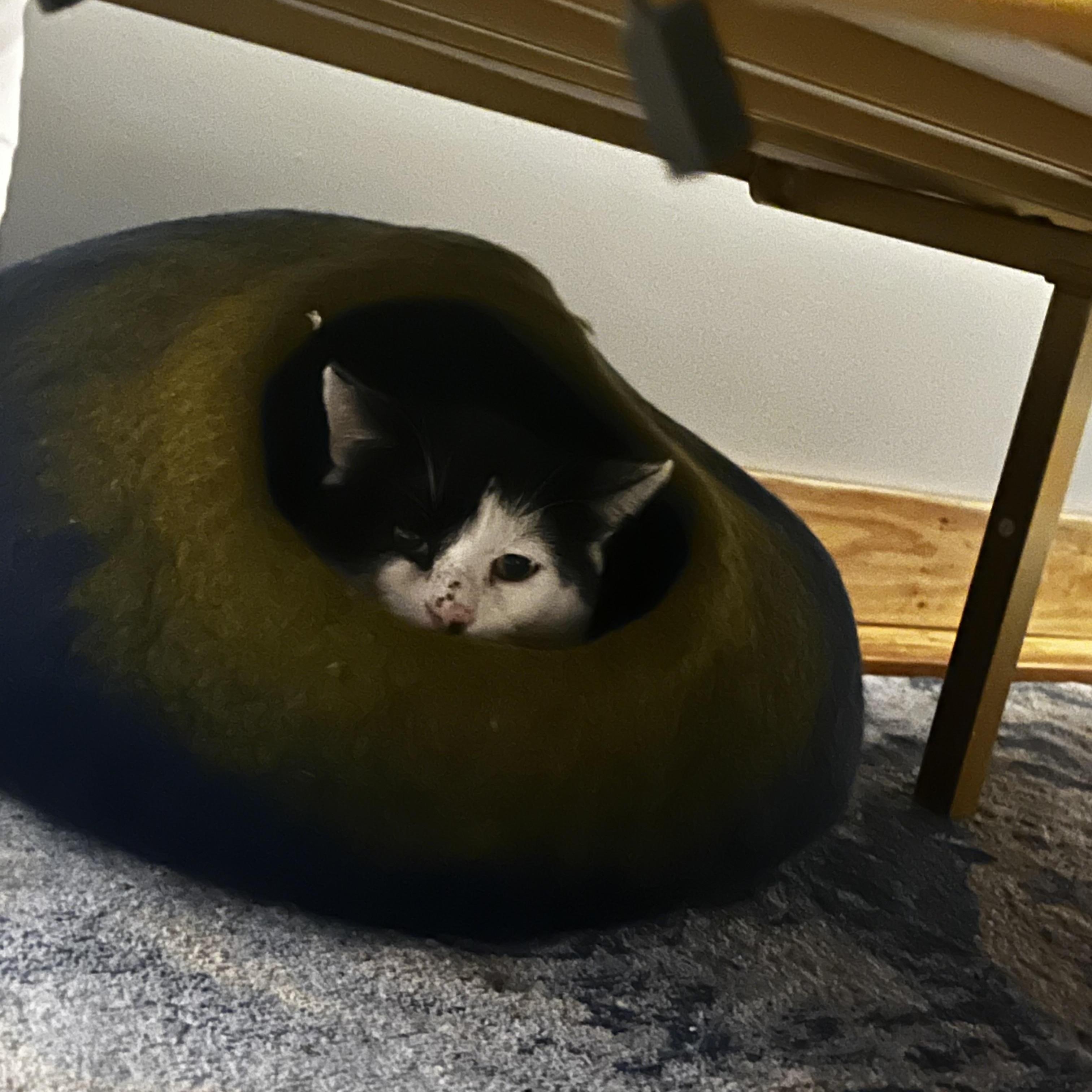 Rusty, a Adoptable Domestic Short Hair in Buffalo, NY image 1/2