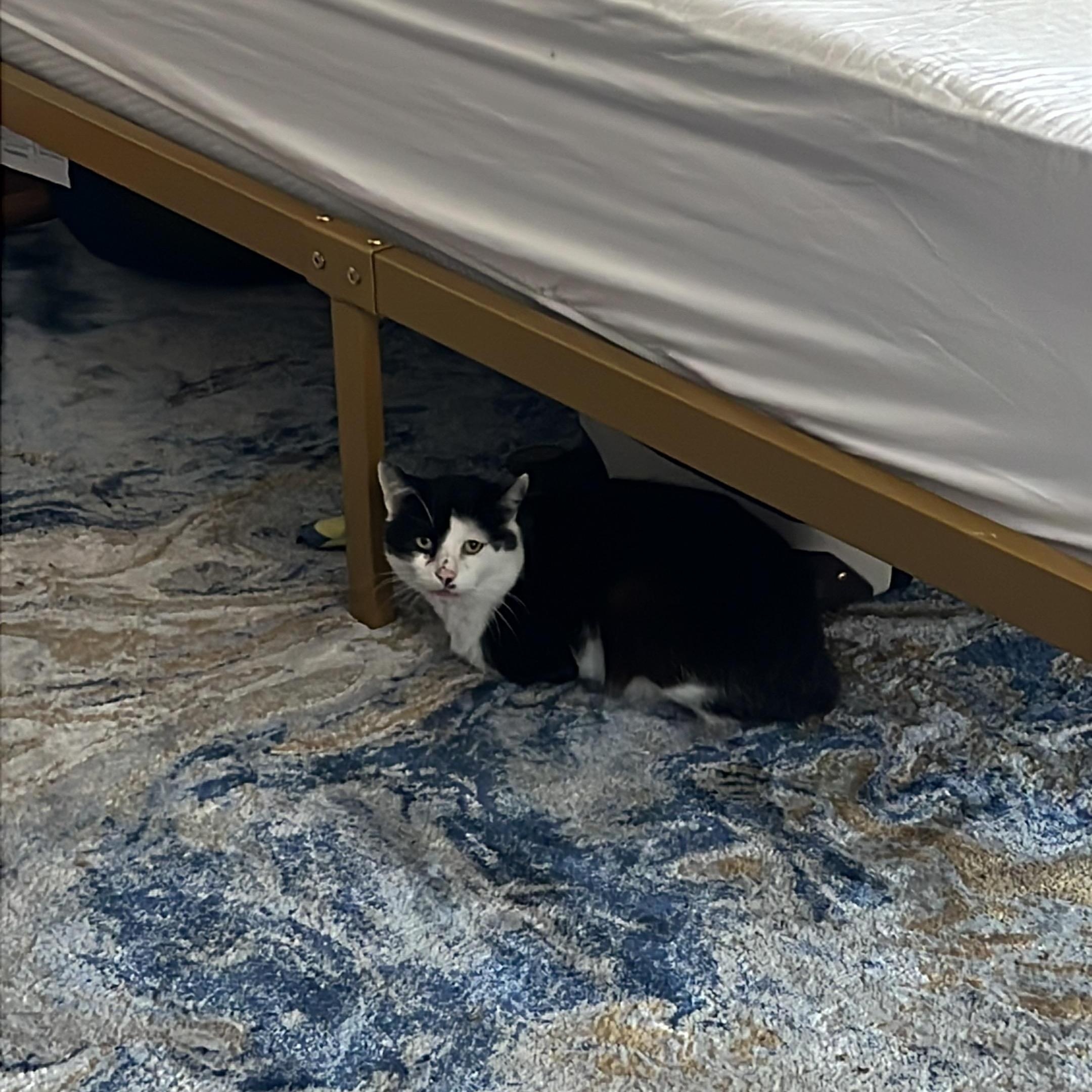 Rusty, a Adoptable Domestic Short Hair in Buffalo, NY image 2/2