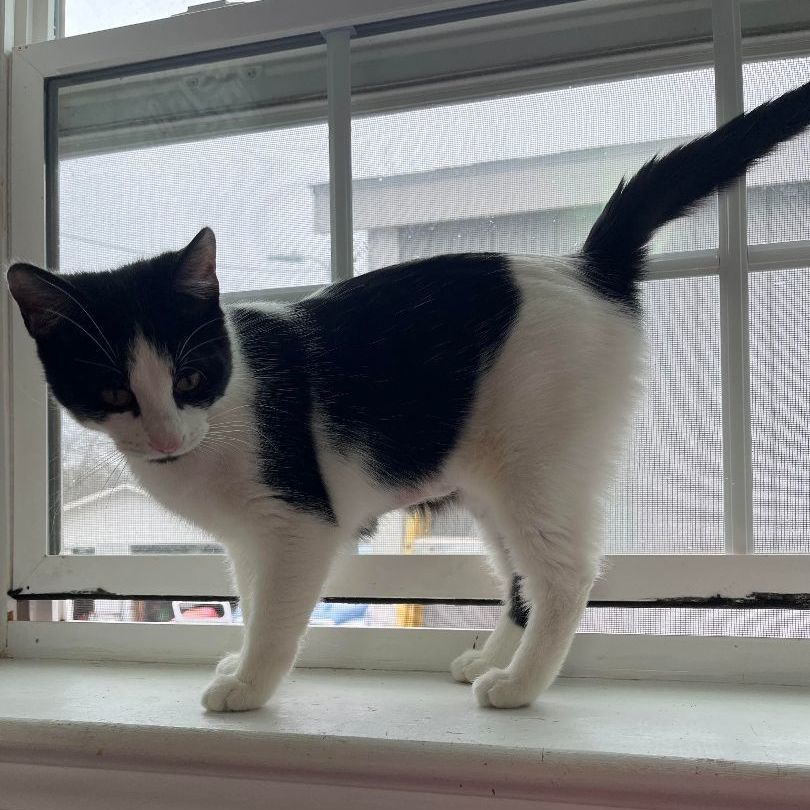 Monster, a Adoptable Domestic Short Hair in Marion, NC image 2/3