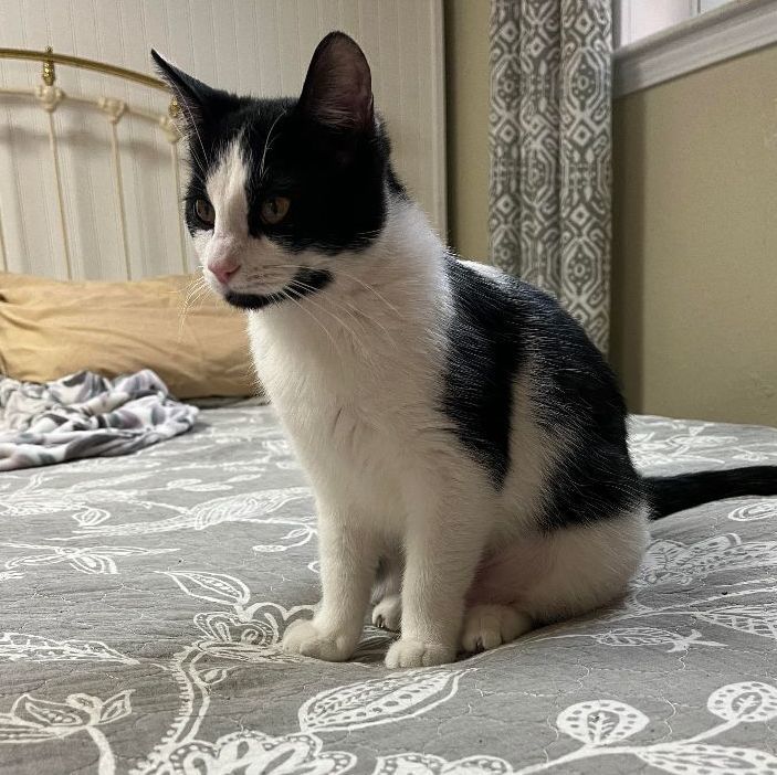 Monster, a Adoptable Domestic Short Hair in Marion, NC image 3/3