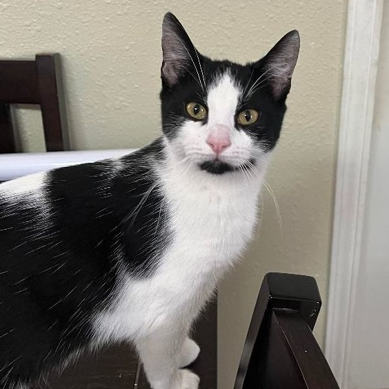 Monster, a Adoptable Domestic Short Hair in Marion, NC image 1/3