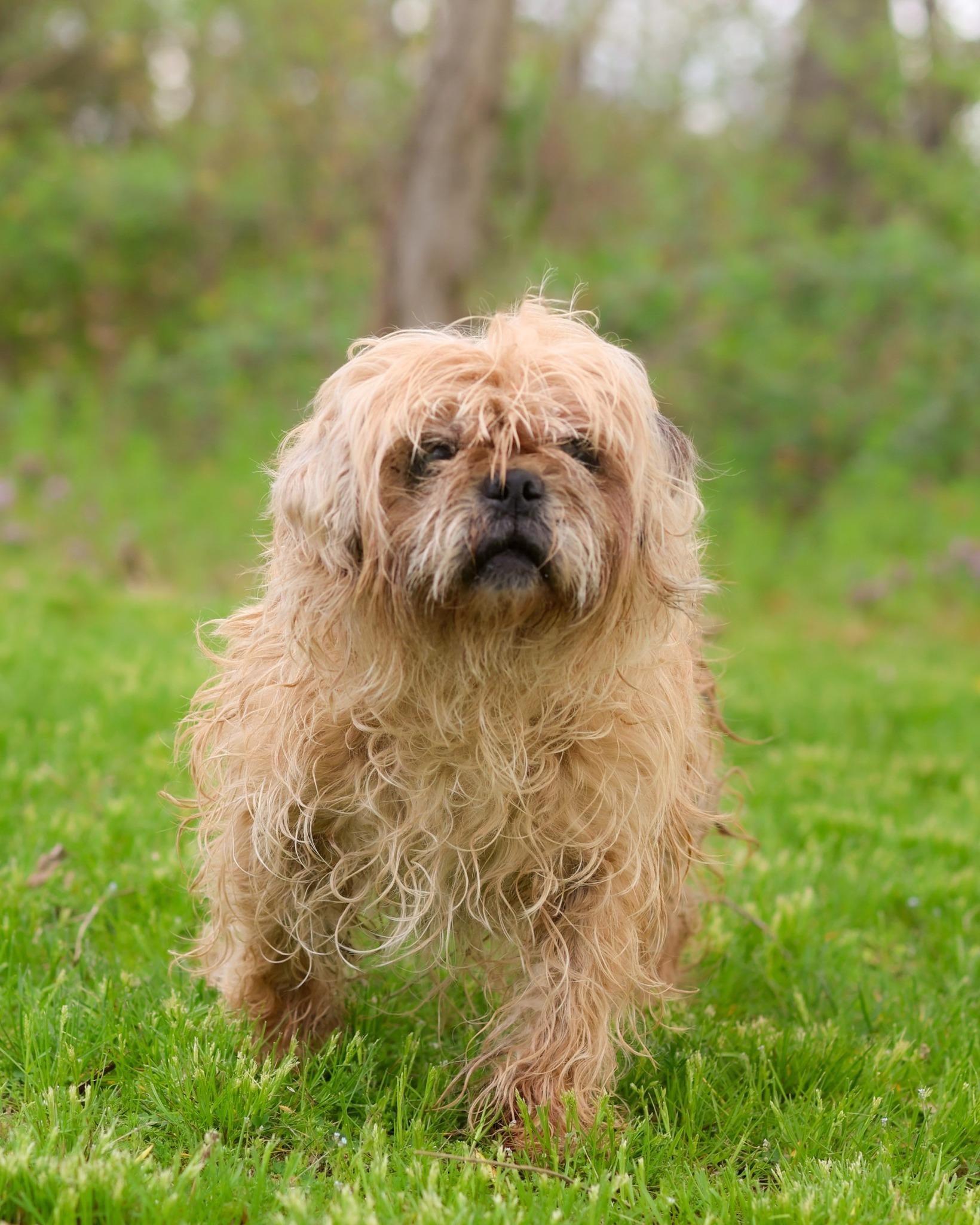 BERTIE (0538), ADOPTABLE, Senior Female Lhasa Apso.