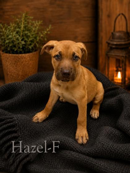 Hazel, Adoptable, Puppy Female Mixed Breed & Mixed Breed.