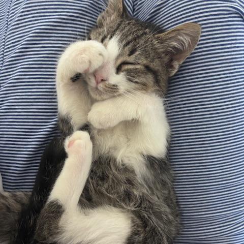 Enlarge Pinnacle, a Adoptable Domestic Short Hair in Asheville, NC image 2/5