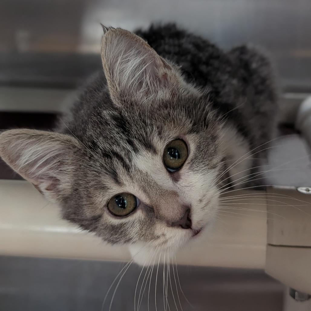 Enlarge Pinnacle, a Adoptable Domestic Short Hair in Asheville, NC image 3/5