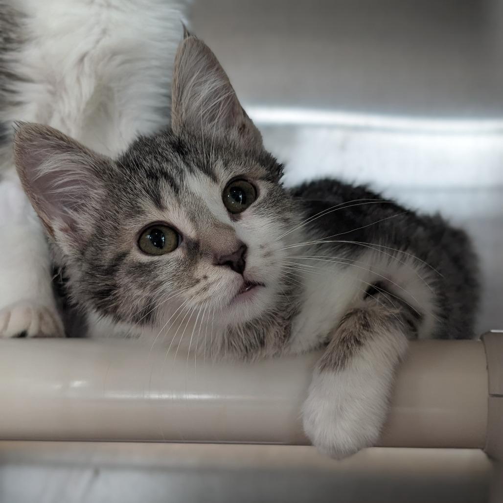 Enlarge Pinnacle, a Adoptable Domestic Short Hair in Asheville, NC image 4/5