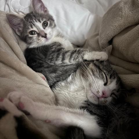 Enlarge Pinnacle, a Adoptable Domestic Short Hair in Asheville, NC image 5/5