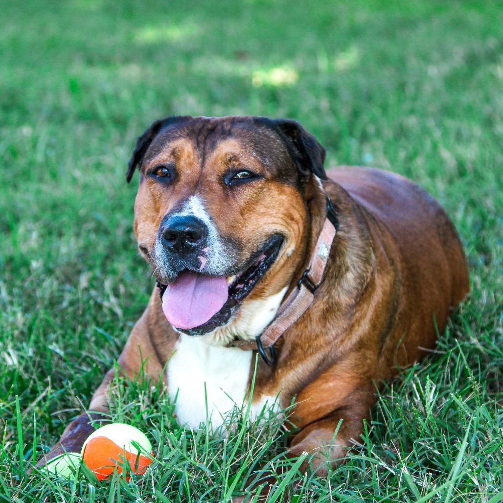 Nina, Adoptable, Senior Female Mixed Breed.