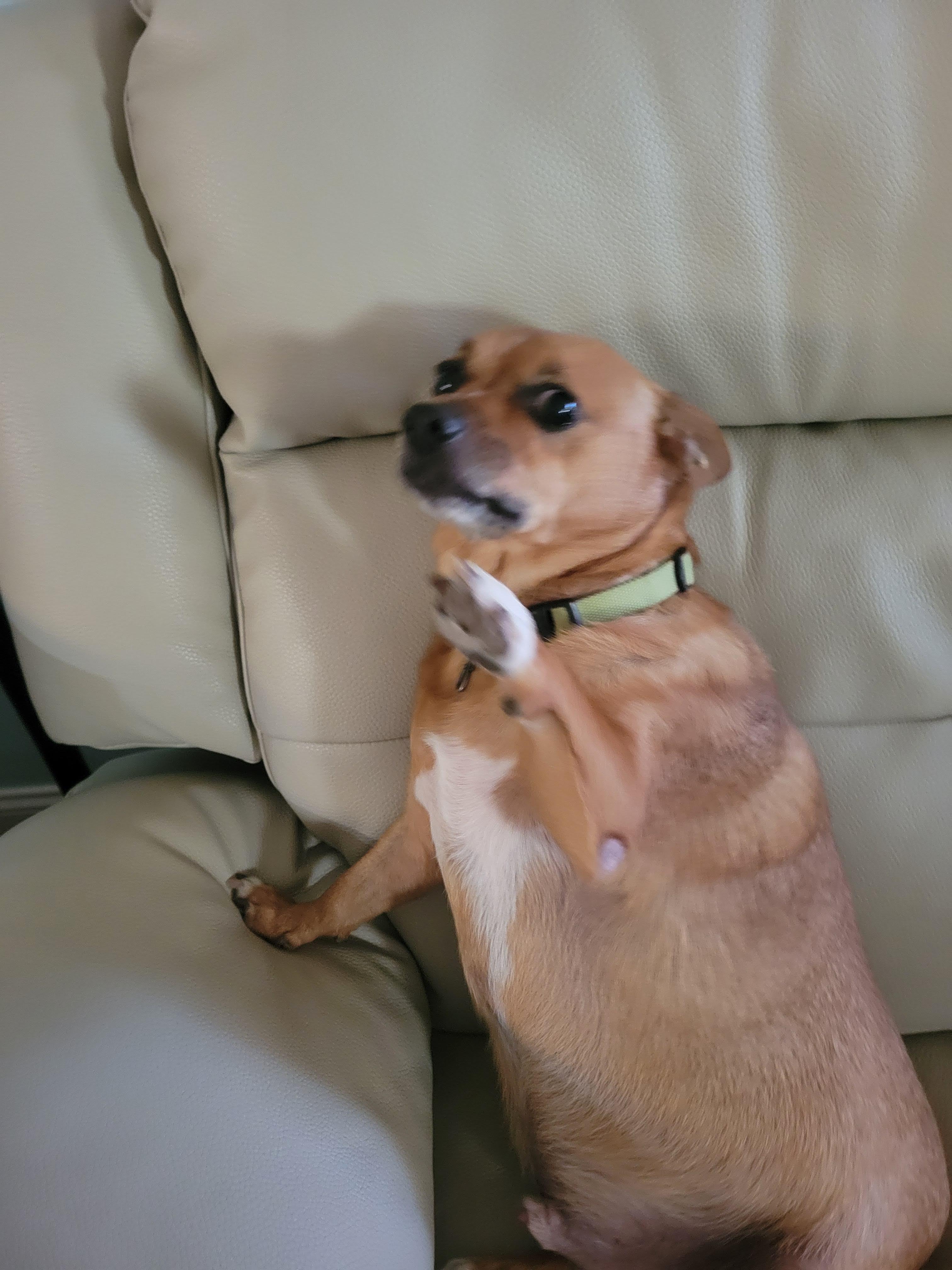 Enlarge Dave, a Adoptable Chihuahua in Durham, NC image 2/4