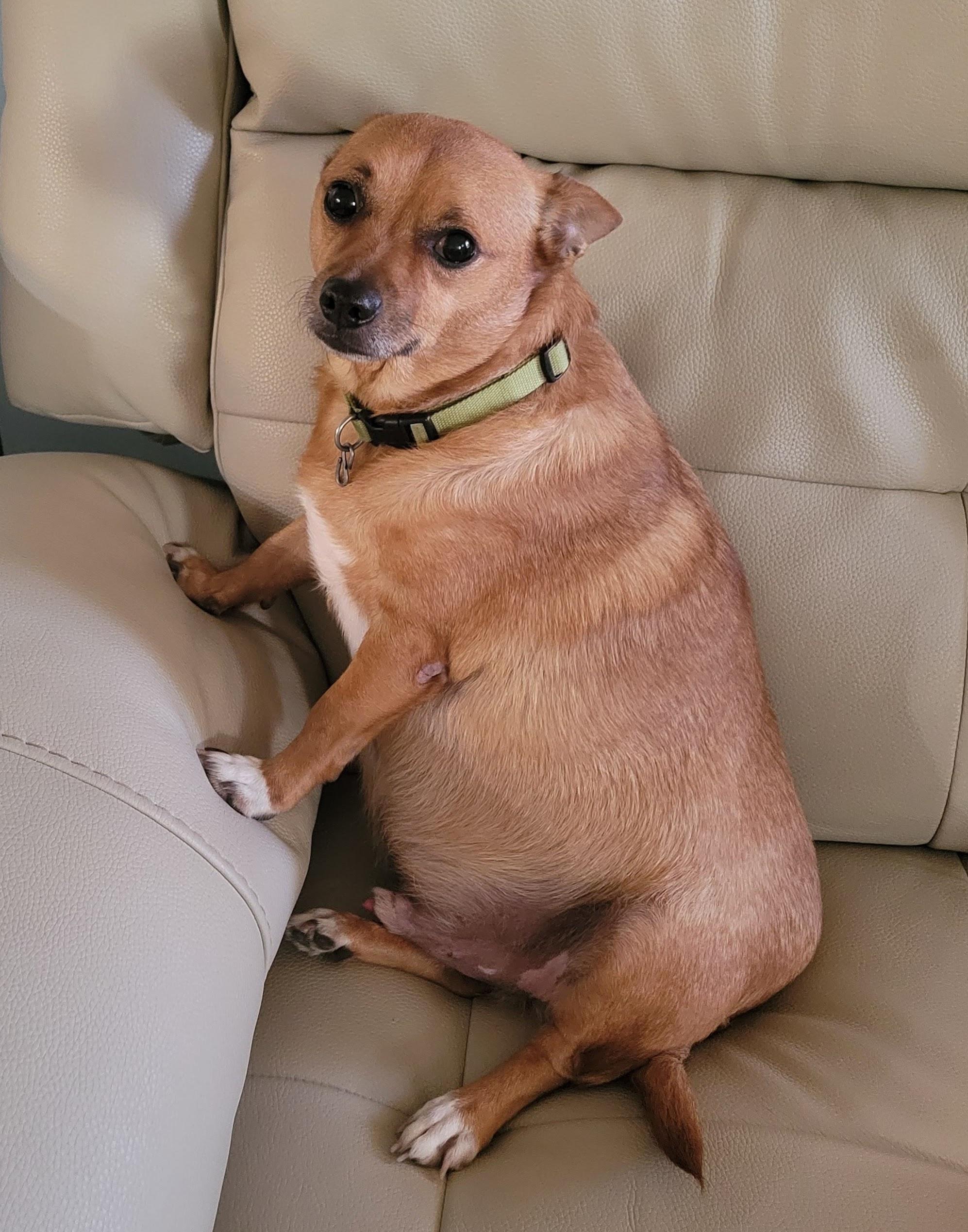 Enlarge Dave, a Adoptable Chihuahua in Durham, NC image 3/4