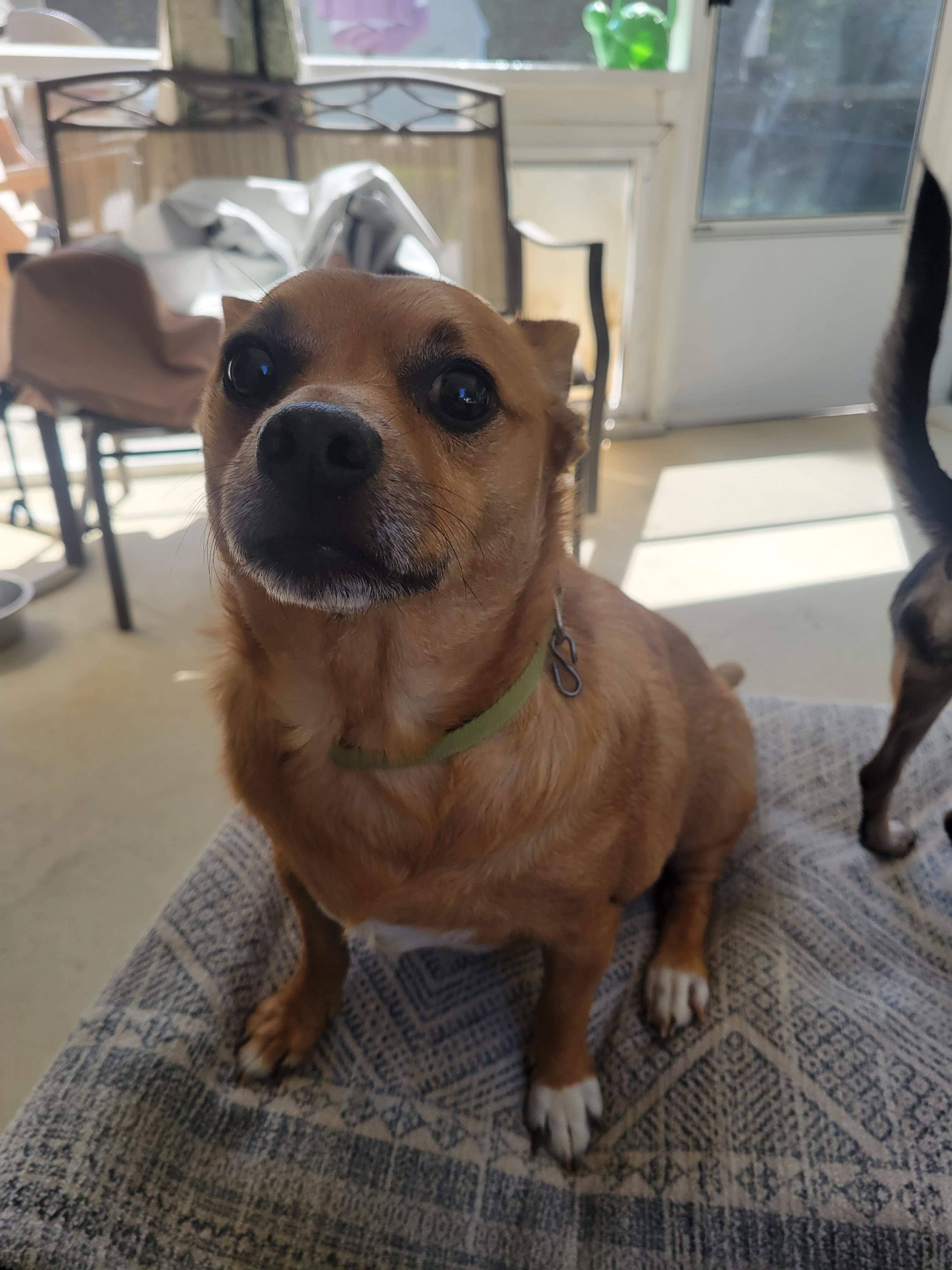 Enlarge Dave, a Adoptable Chihuahua in Durham, NC image 4/4