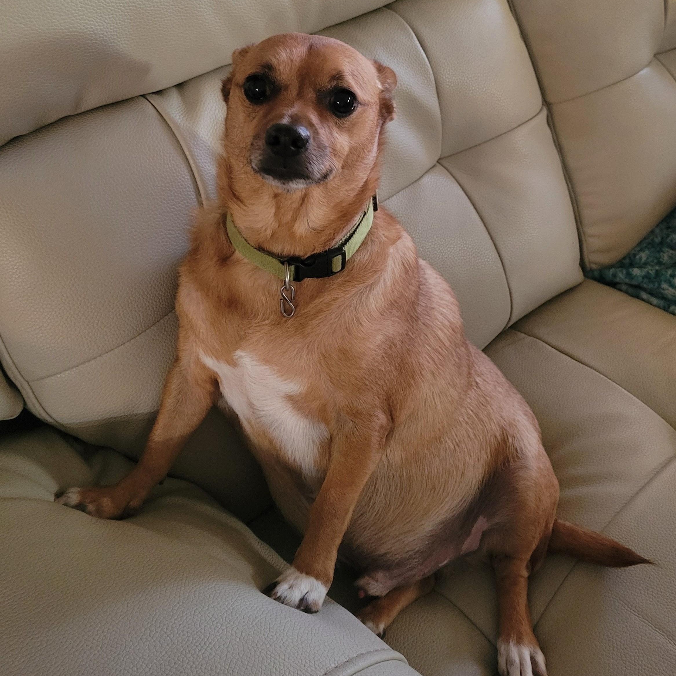 Enlarge Dave, a Adoptable Chihuahua in Durham, NC image 1/4