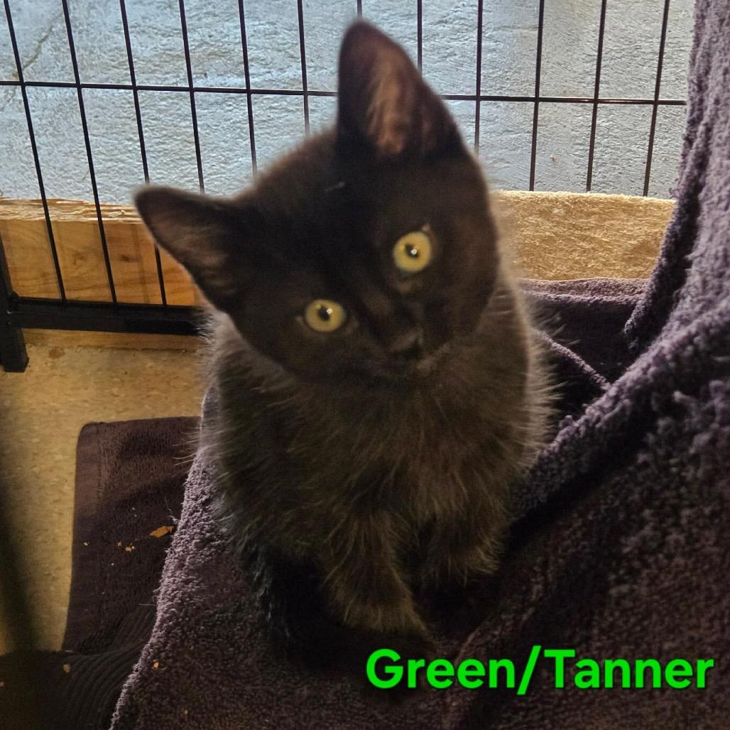 Tanner (Green), Adoptable, Kitten Male Domestic Short Hair.