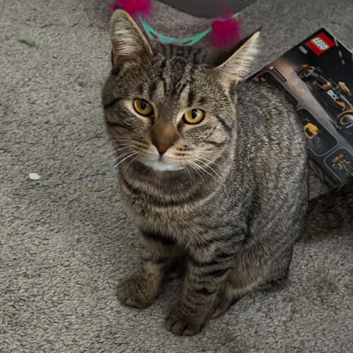 Enlarge Apollo, a Adoptable Domestic Short Hair in Fort Oglethorpe, GA image 3/4