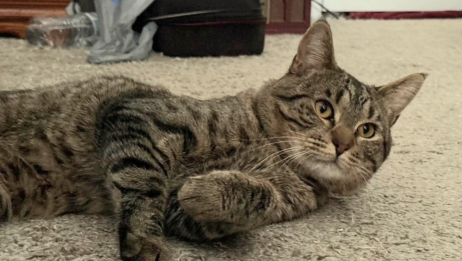 Enlarge Apollo, a Adoptable Domestic Short Hair in Fort Oglethorpe, GA image 2/4